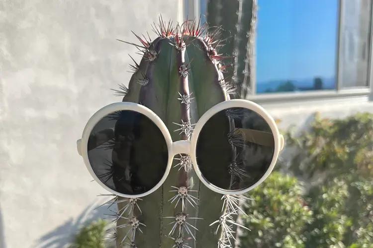 Cactus met bril